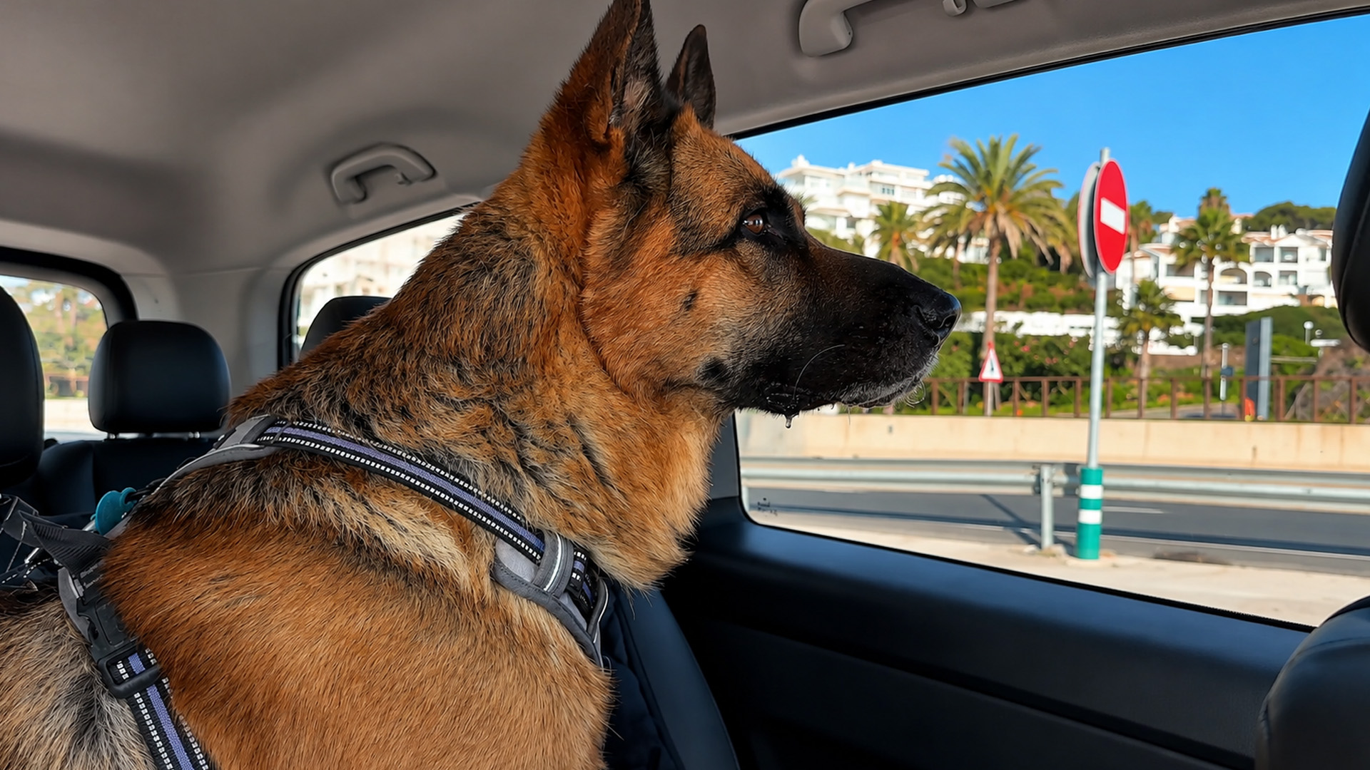 Nervous German shepherd gets a happy beach surprise
