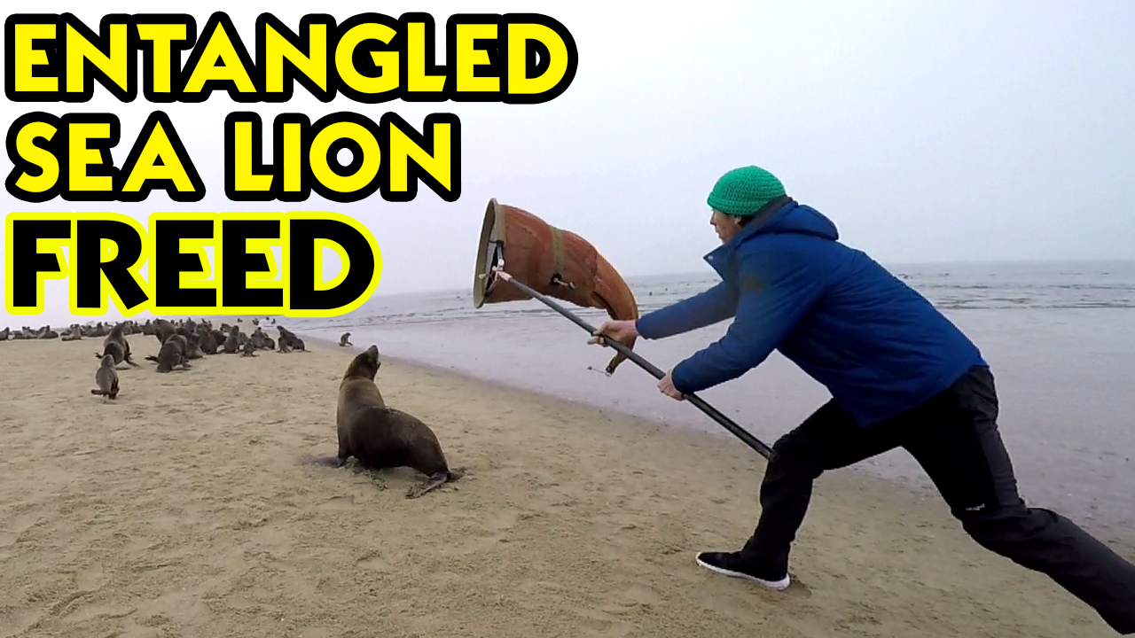 Rescue operation for sea lions in Namibia