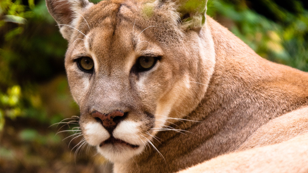 Cougar spotted in Gresham late Wed. night, neighbors share concerns