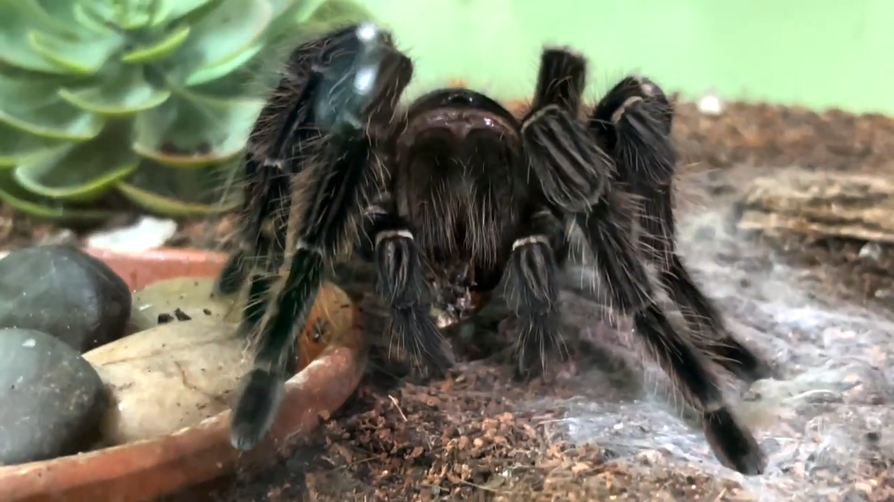 Victoria Bug Zoo tour gets close to stick bugs and tarantulas