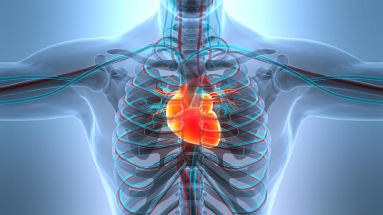 Millions use a sugar substitute—new research raises a heart health risk