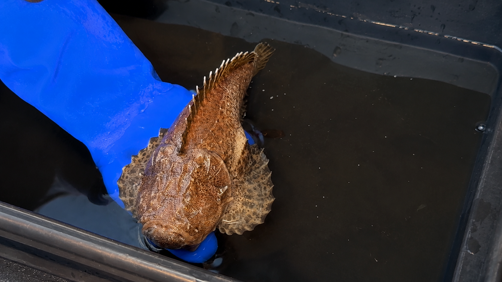 It looked like a harmless rock sitting in the water until the creature ...