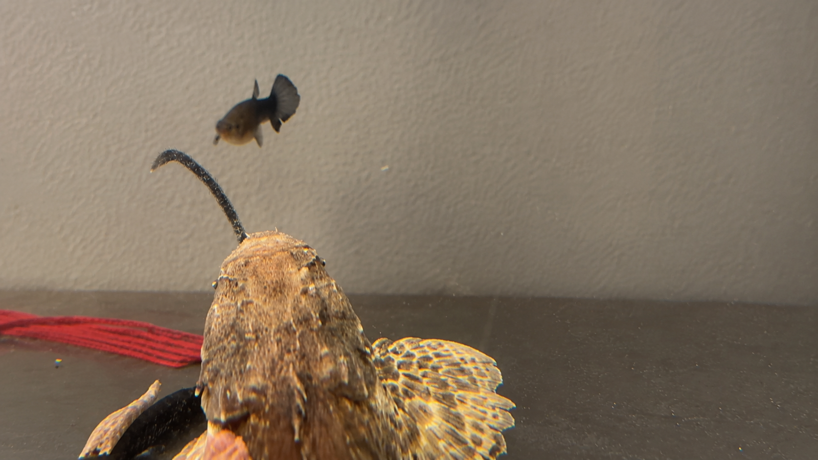 The little fish swam past what looked like a harmless rock, then the
