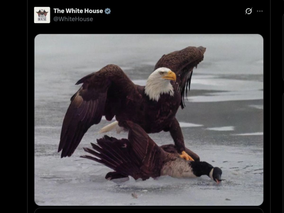 What White House s Eagle Vs Goose Post Doesn t Show The Canada Goose 