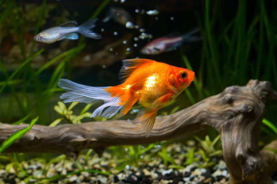 Think twice before releasing a goldfish into a pond — it doesn’t stay a ...