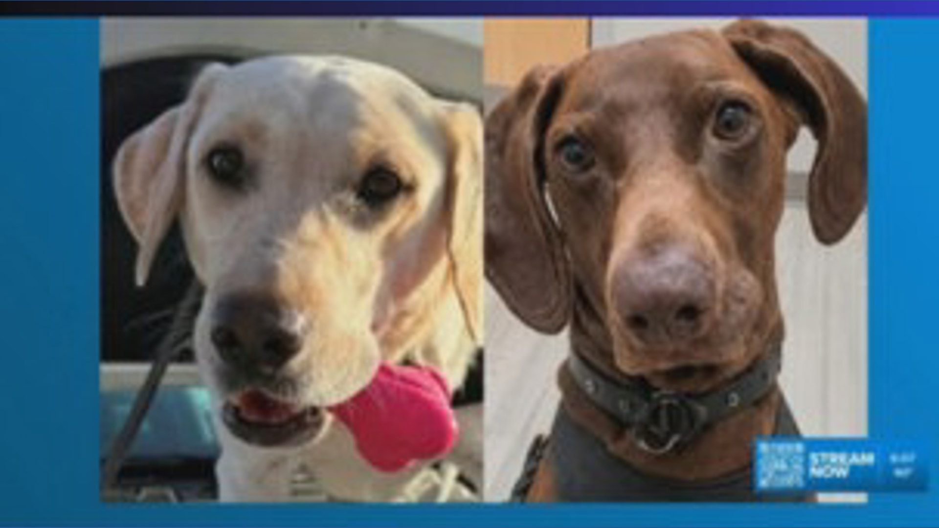 TSA announces winner in cutest dog contest!