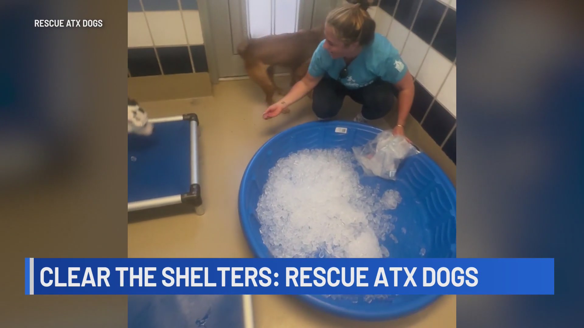 Clear the shelters: Rescue ATX dogs