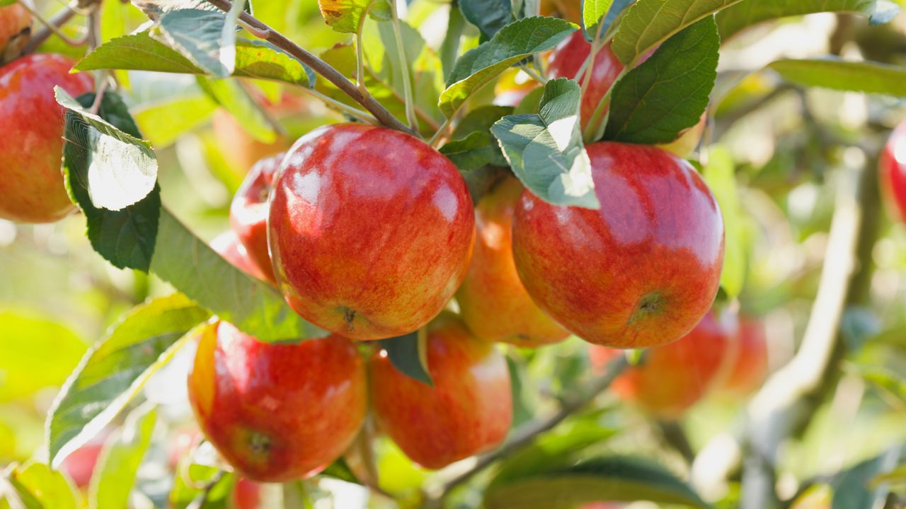 5-self-pollinating-fruit-trees-to-plant-this-fall-you-only-need-one