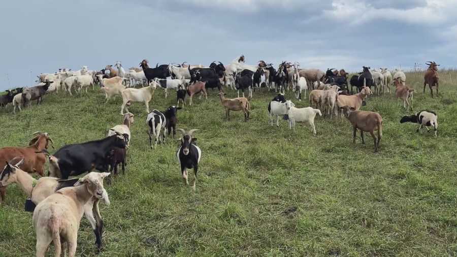 Goats and sheep replace heavy mowers at Racine landfill