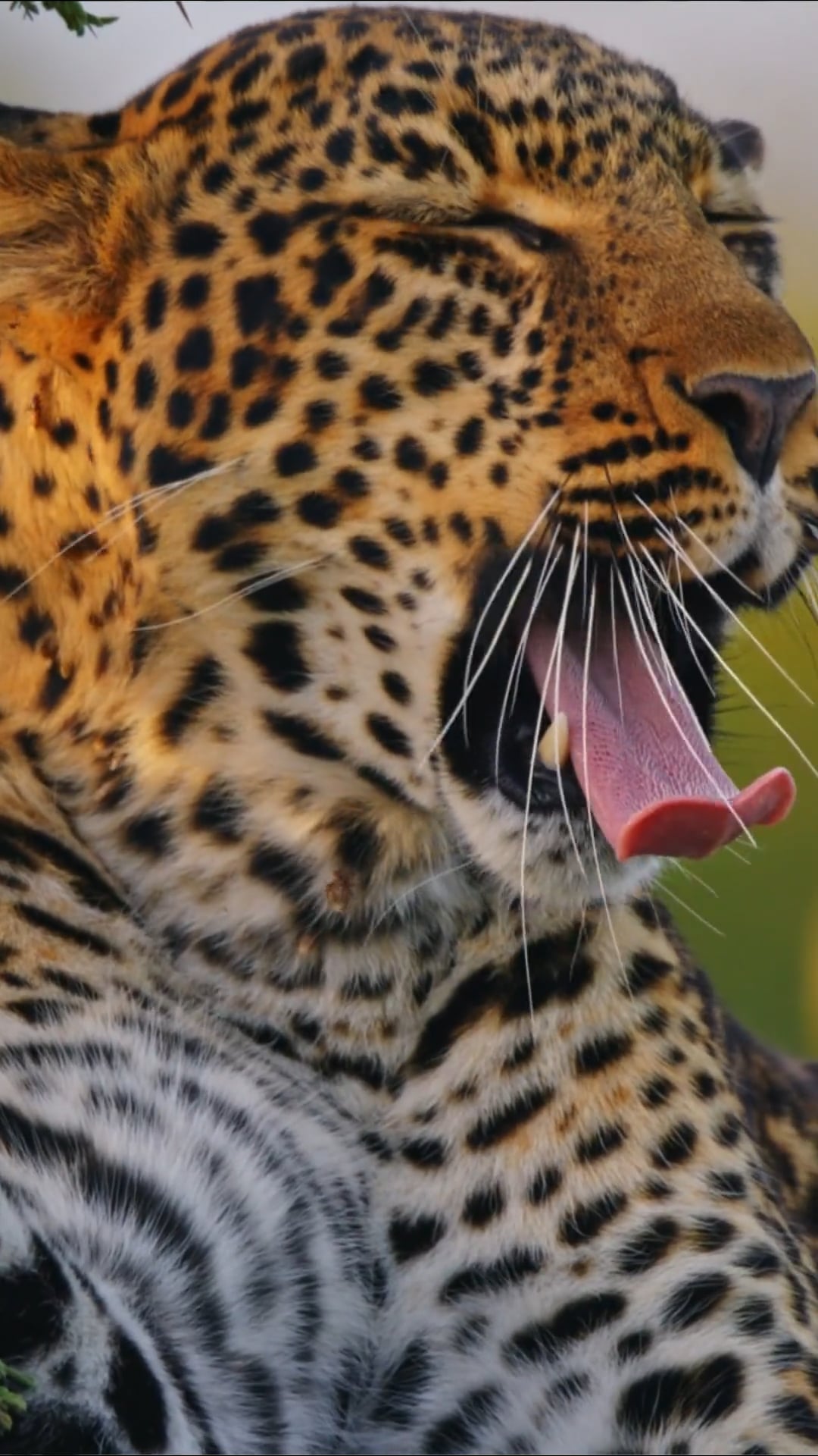 Leoparder: Närbildsfilm av de stora rovdjuren
