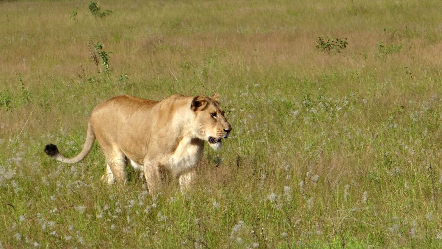 2 lions may be on the loose in the Midwest