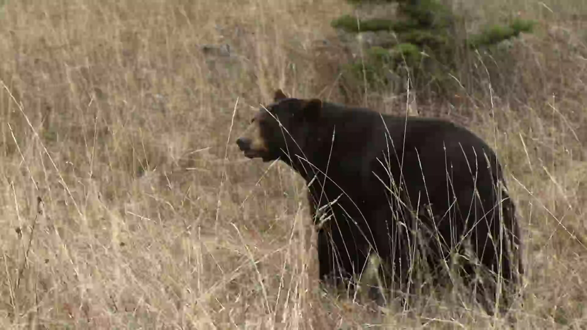 Bayou beast may be the new Bigfoot | The proof is out there