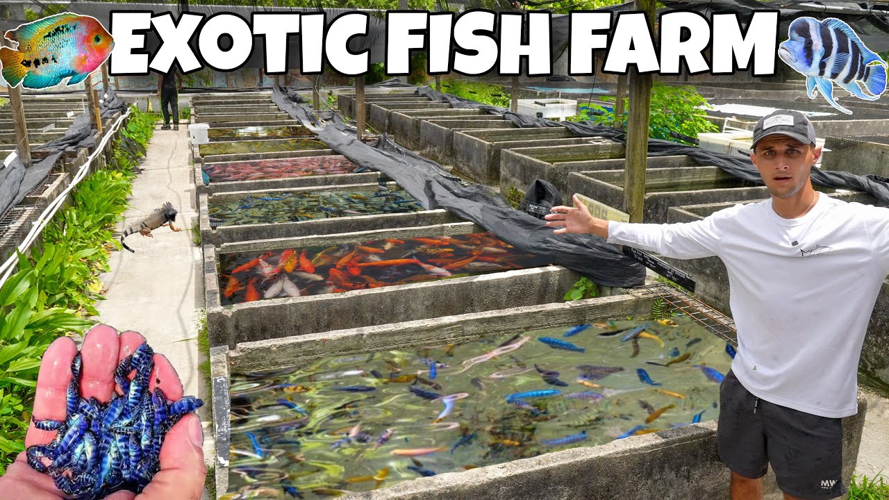 Inside a massive exotic fish breeding farm