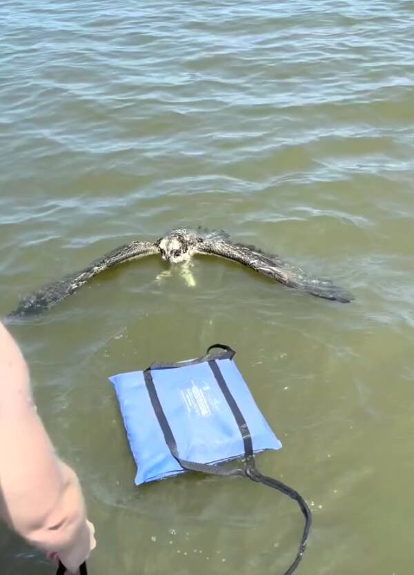 Woman on boat ride spots huge bird in trouble and jumps into the water to help