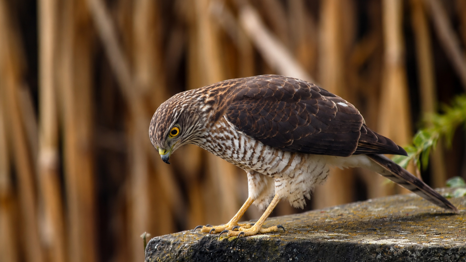 Eurasian sparrowhawk locks onto something below on hidden camera