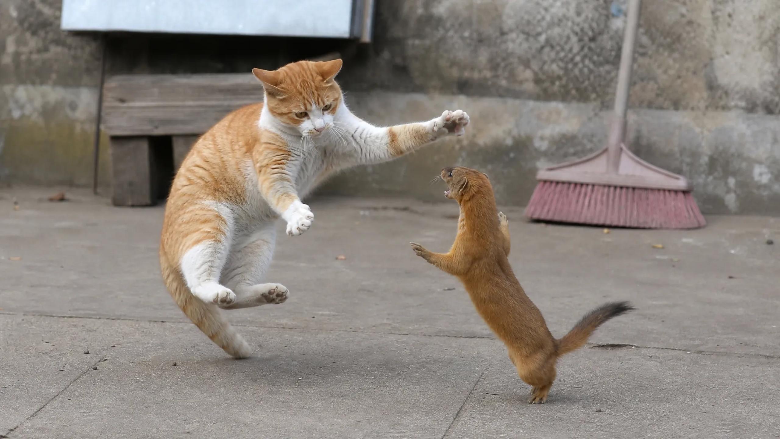 Orange cat tries fighting ferocious weasel, immediately regrets every ...