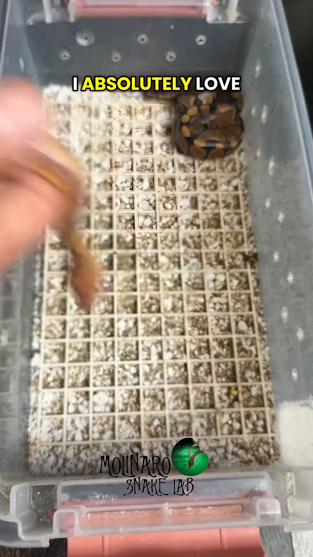 All of our snakes are out and you have to see them!
