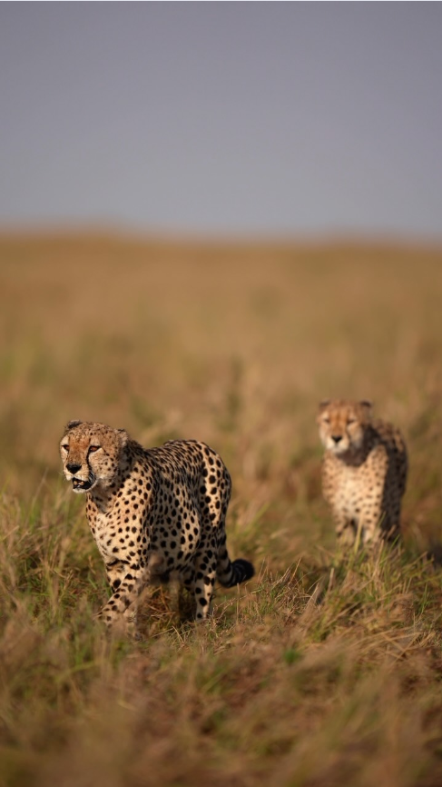 A strong bond in the animal world