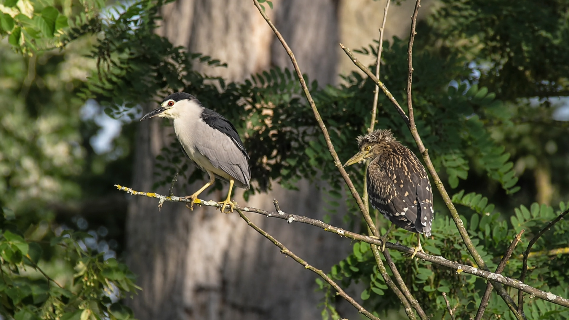 Une caméra cachée filme deux oiseaux partageant une branche tranquille ...
