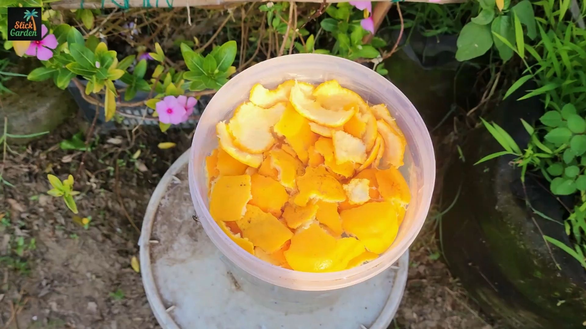 Natural pest control: How to make orange peel spray for plants