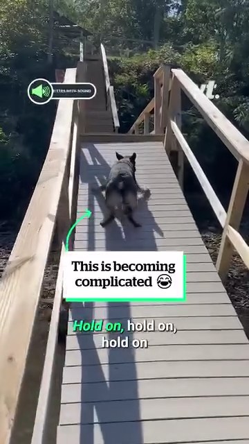 German shepherd struggles to get over bridge