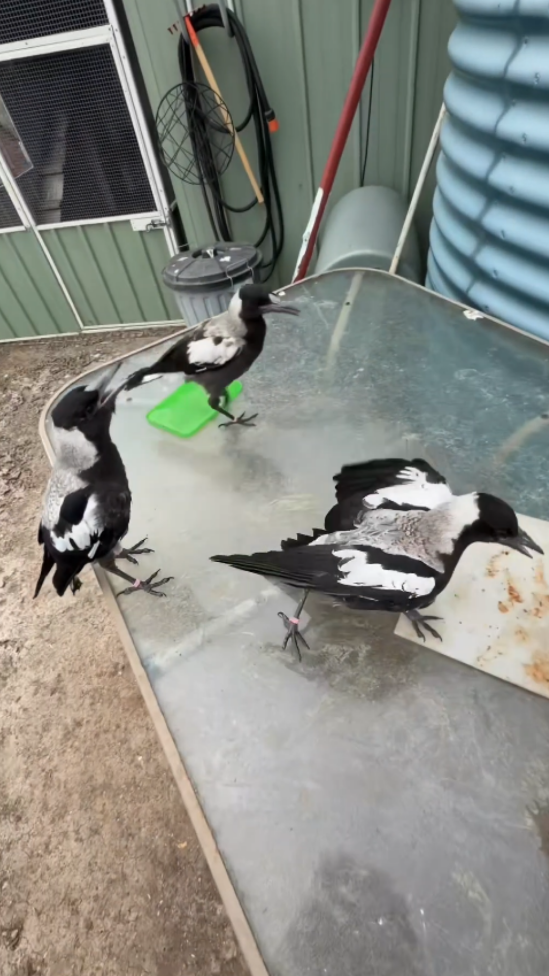 Inside the chaotic world of young magpies