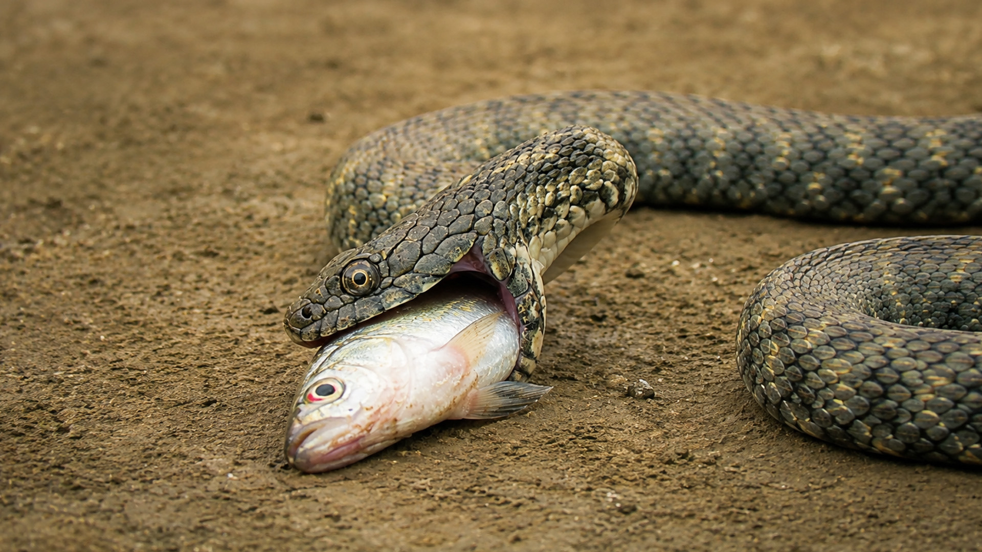 Hidden camera captures a snake swallowing its fresh catch