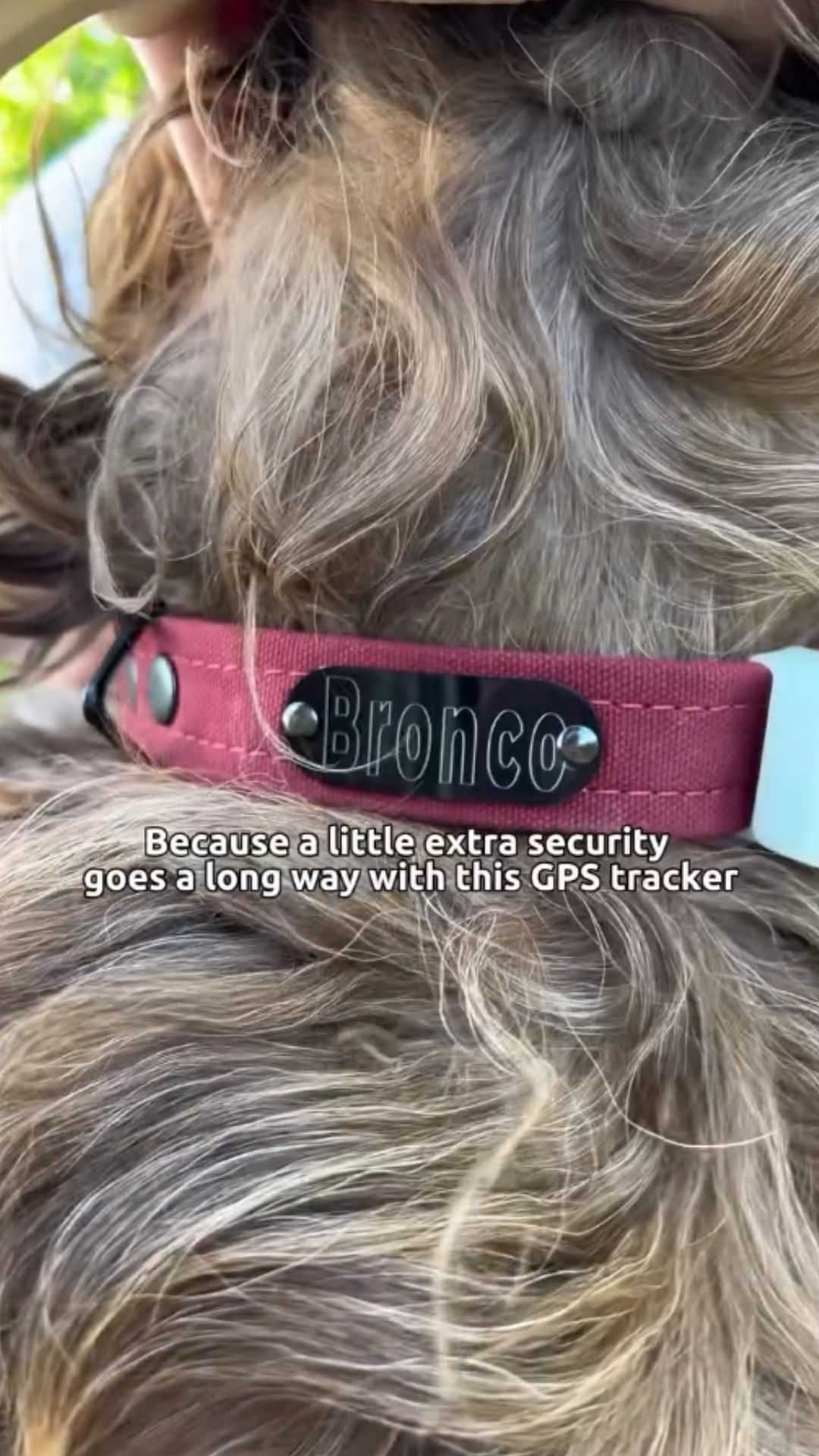 GPS tracker benefits every dog owner should know