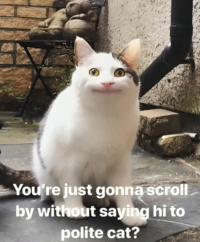 25-cat-memes-for-people-who-know-who-s-really-in-charge