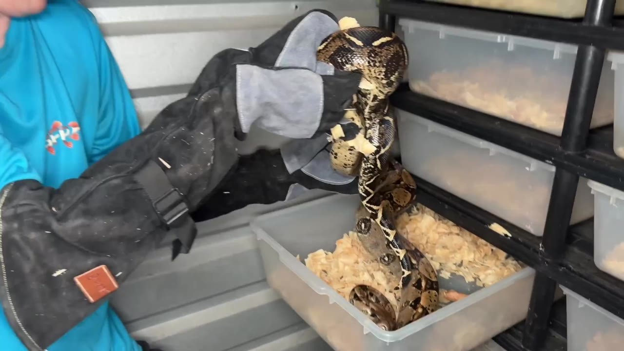 He opened an abandoned storage unit then found a 10-foot snake hiding ...