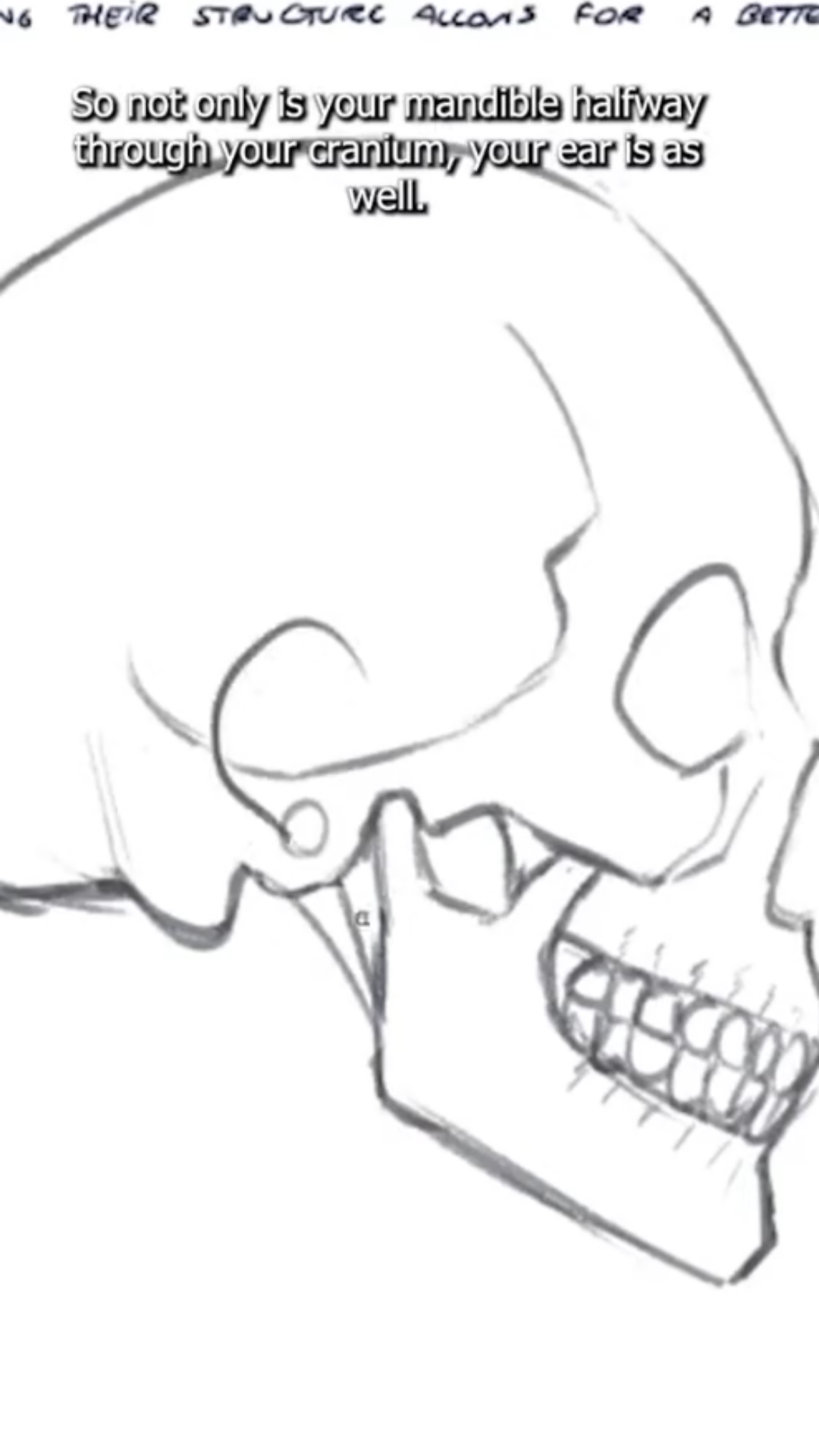 Detailed skull anatomy side profile art study