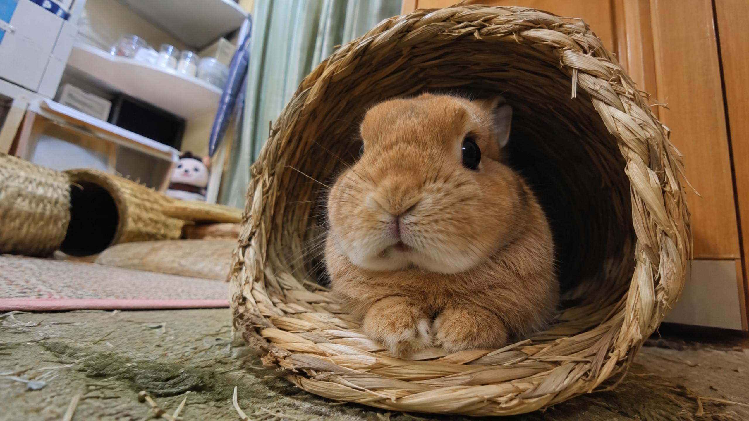 Unstoppable fluffball multiplication glitch: Zero braincells bunny ...