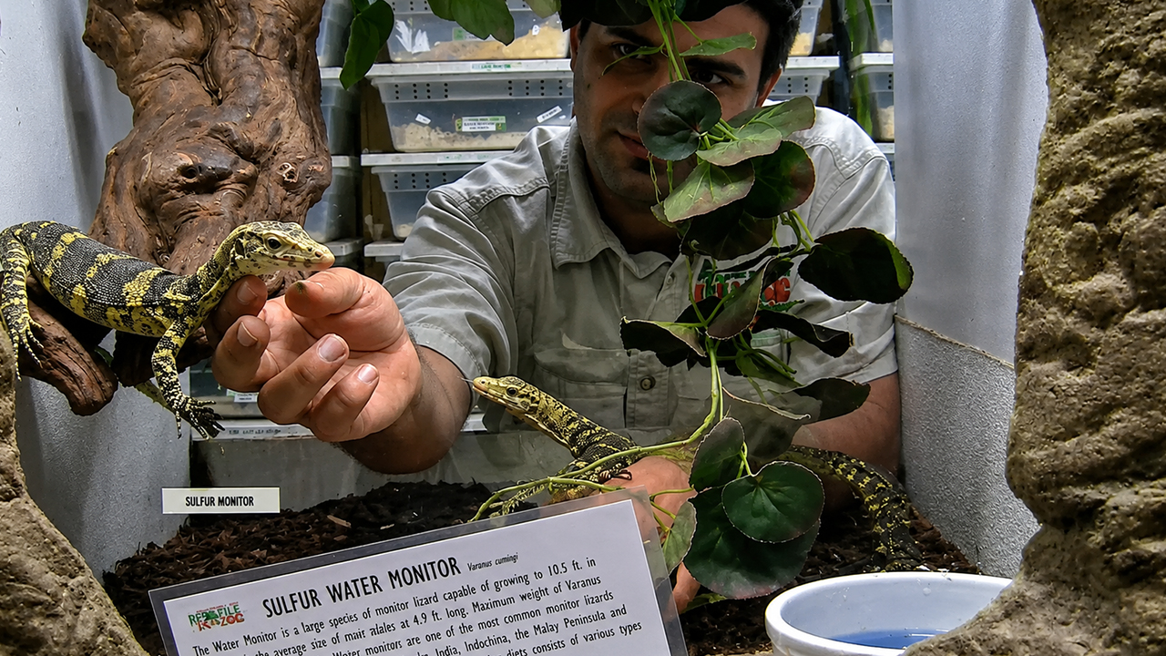 The hidden secret behind taming giant prehistoric monitor lizards