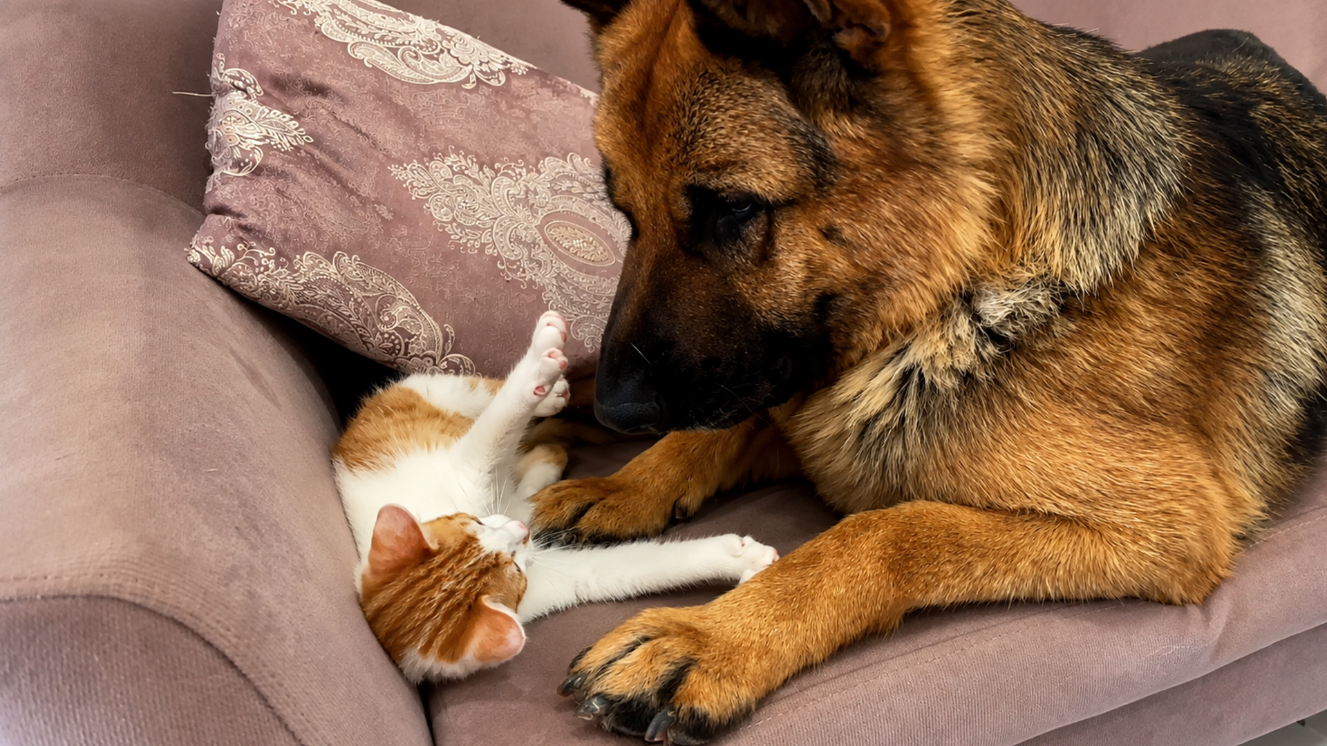 Funny cat playfully attacks a patient German shepherd