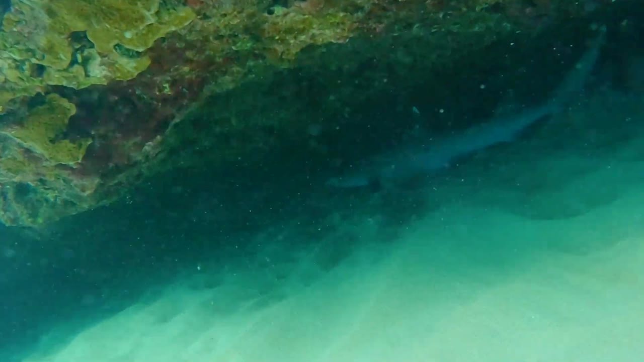 He dove into the cave looking for fish… a shark was already inside
