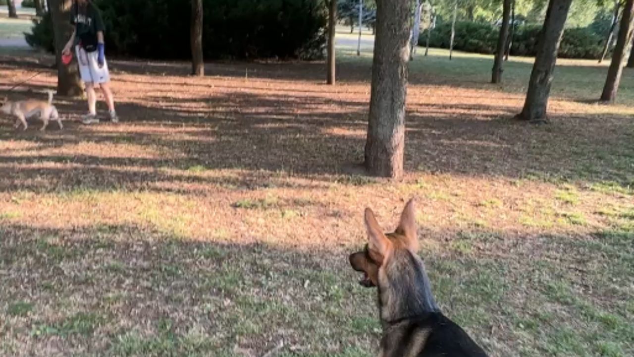 Rescued canine embraces newfound joy after life-changing rescue