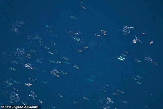 Shock gathering of 2,000 ocean predators off US coast reveals hidden extinction threat