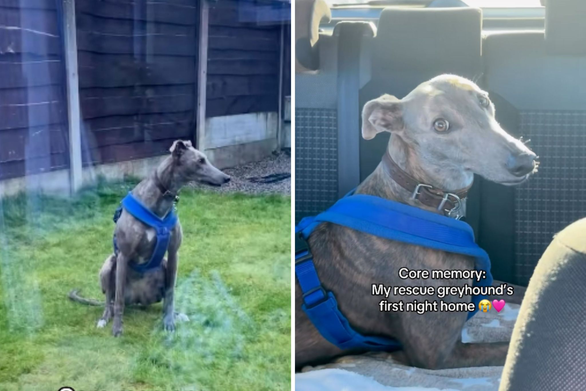 What rescue greyhound does on first night in new home brings owner to tears