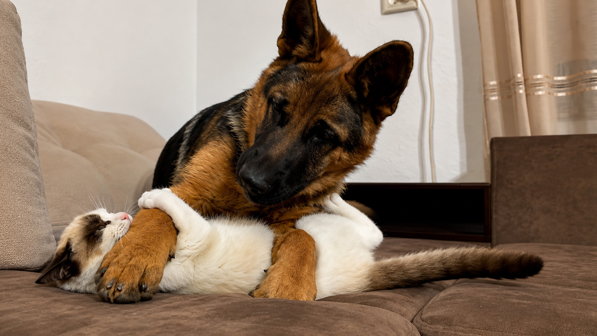 Can a kitten wrestle with a German shepherd puppy?