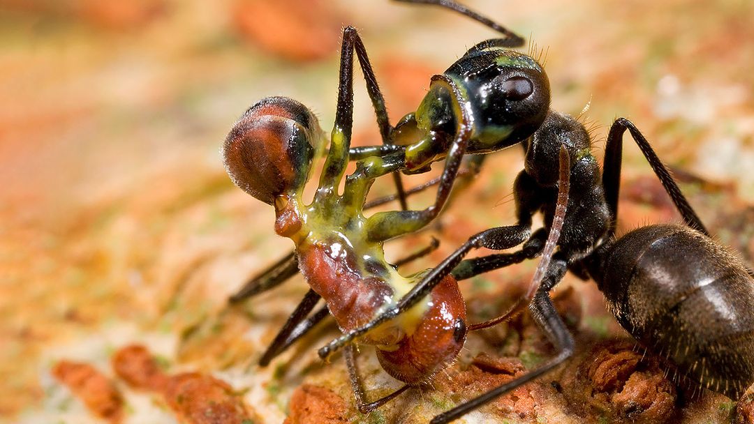 Exploding ants sacrifice themselves to save their colony