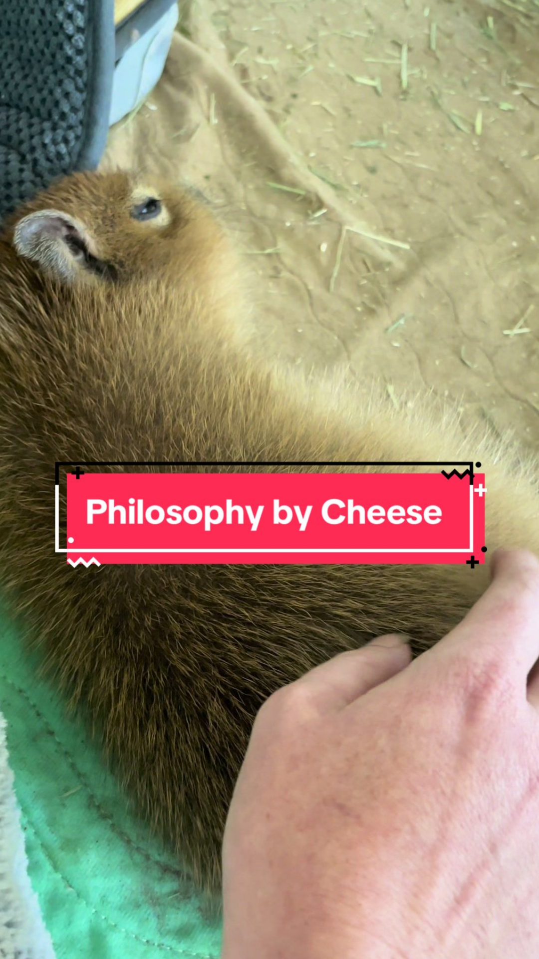 The peaceful world of capybara behavior