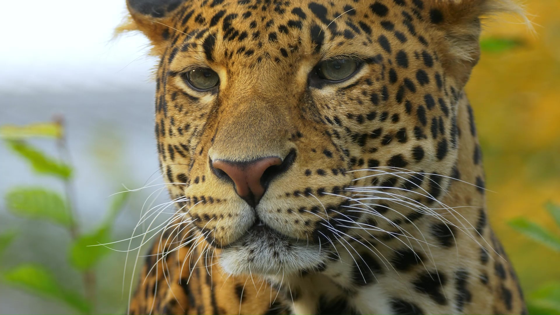A leopard stays perfectly calm while tracking nearby movement