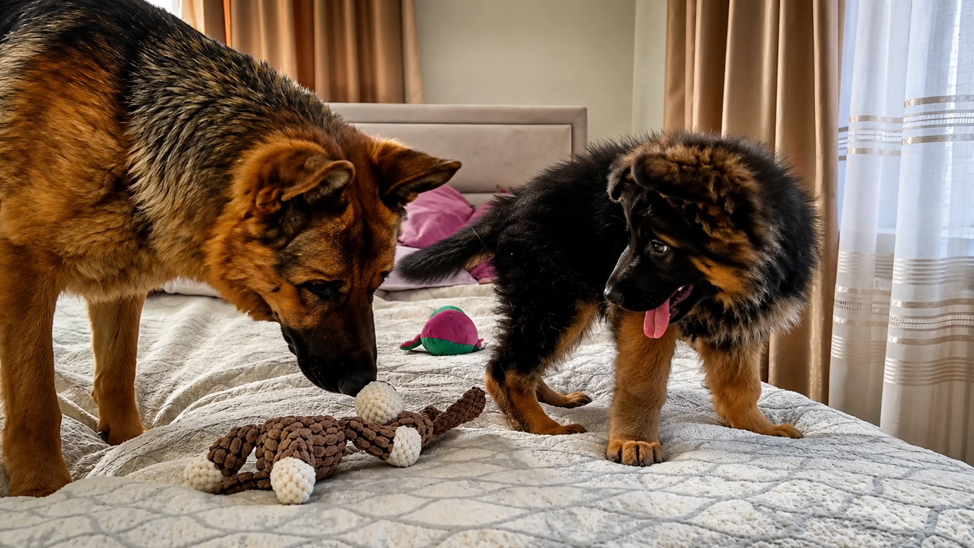 New puppy bonds with a gentle German shepherd