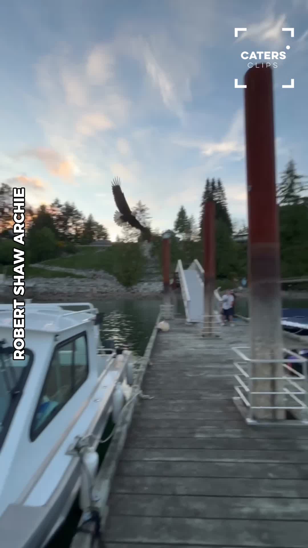 Canadian fisherman gets unexpected eagle reaction after tossing fish