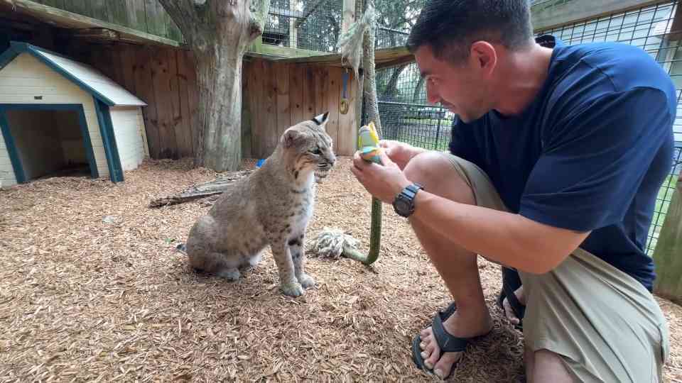 Big cats lose control after unexpected scent appears