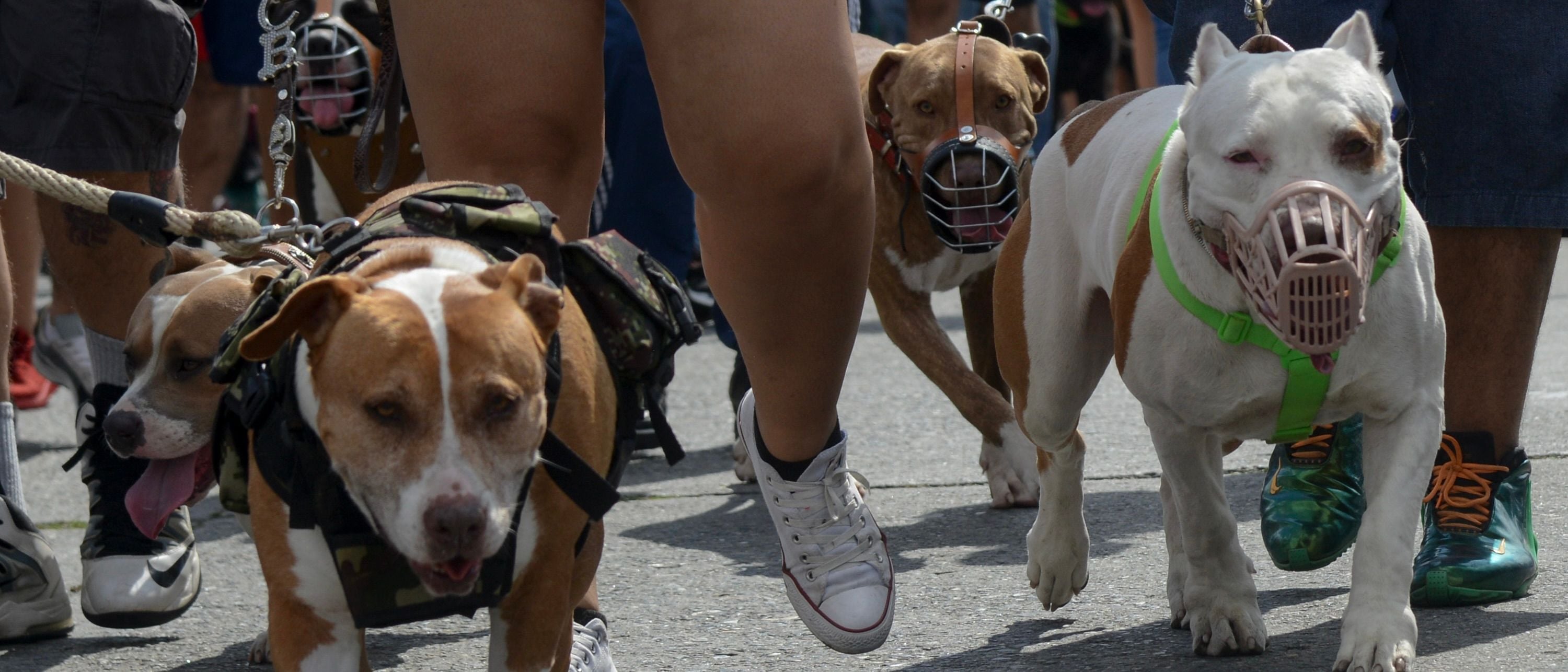 'Good with kids' pet adoption sites market brutish pit bulls as family ...