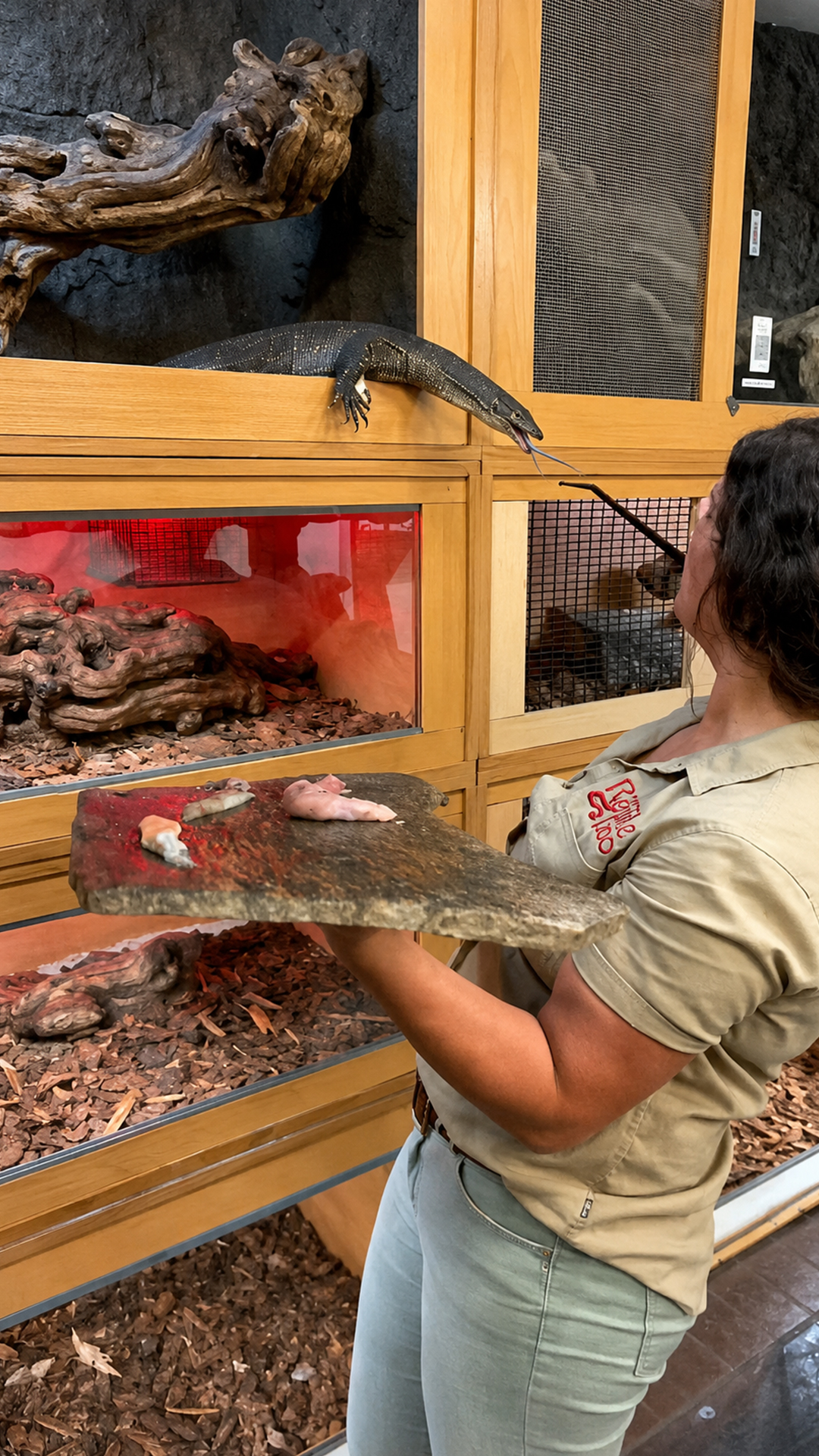 How an active and hungry monitor lizard interacts with food during feeding