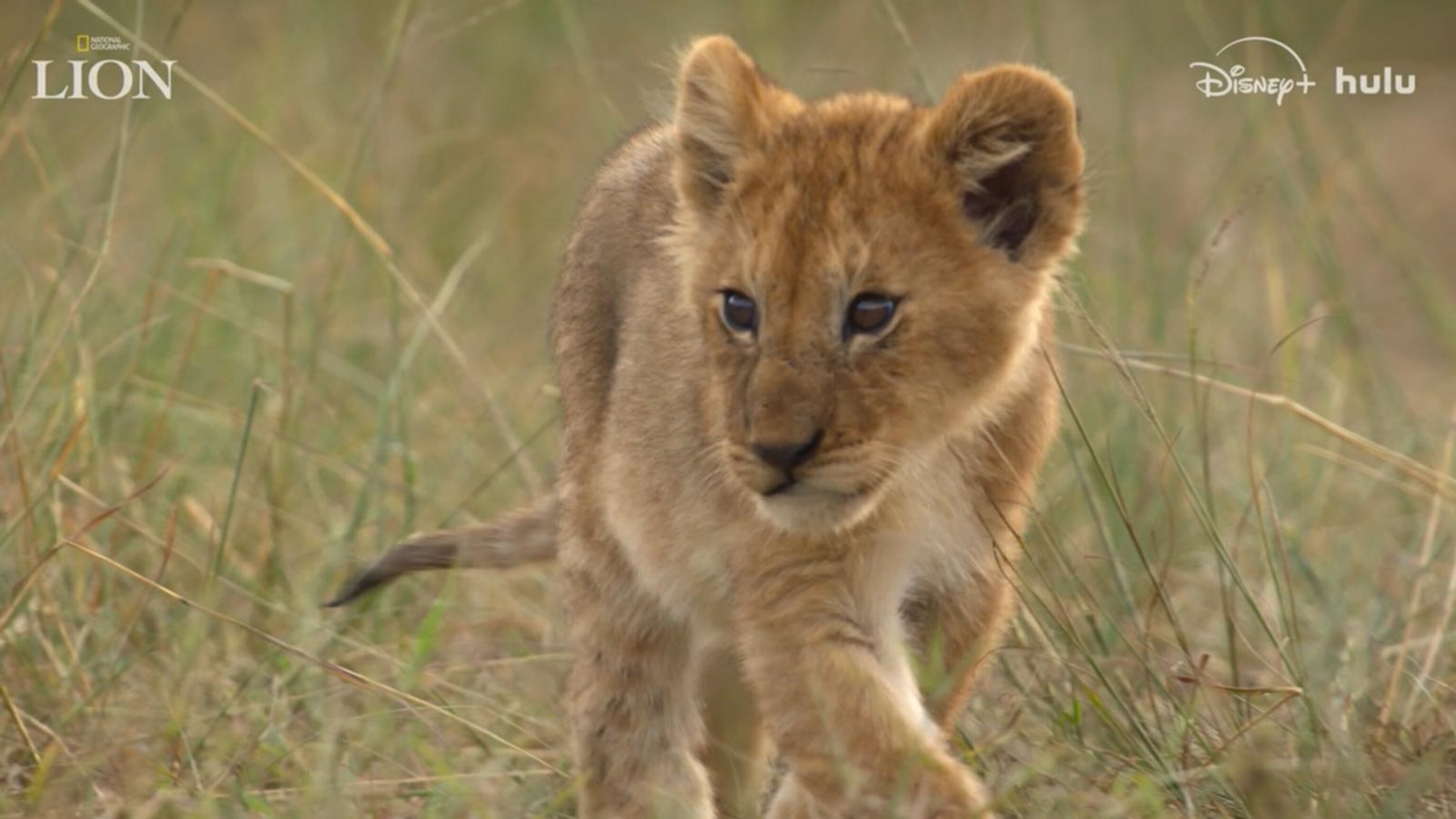 Moment on the Earth: Tracking a lion's journey from cub to king