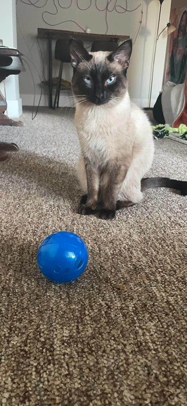 26 items you'll absolutely want to have if you just adopted a cat
