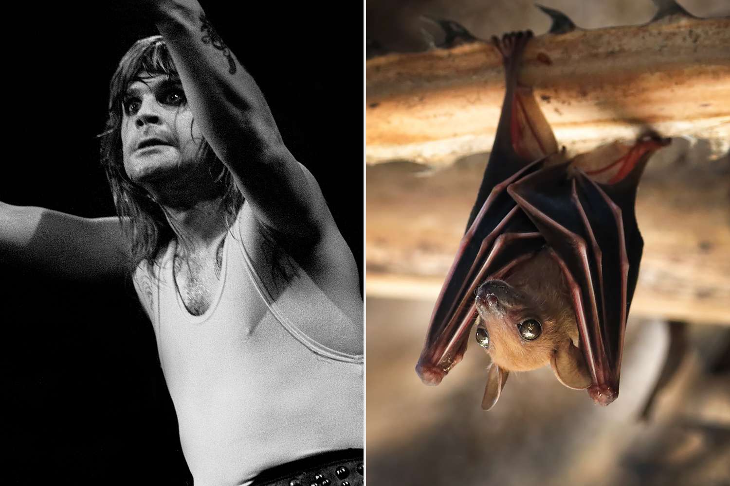 Giant bat turns tables, bites Ozzy Osbourne's head off in horror-filled tribute experience